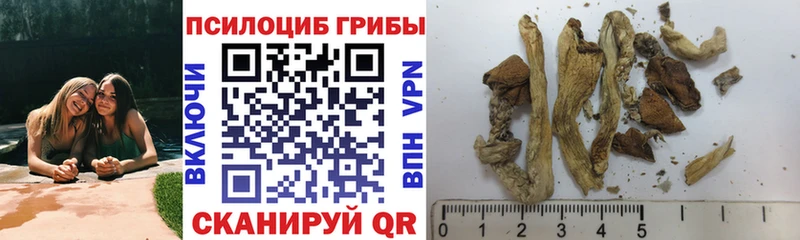 как найти закладки  Азнакаево  Псилоцибиновые грибы мицелий 